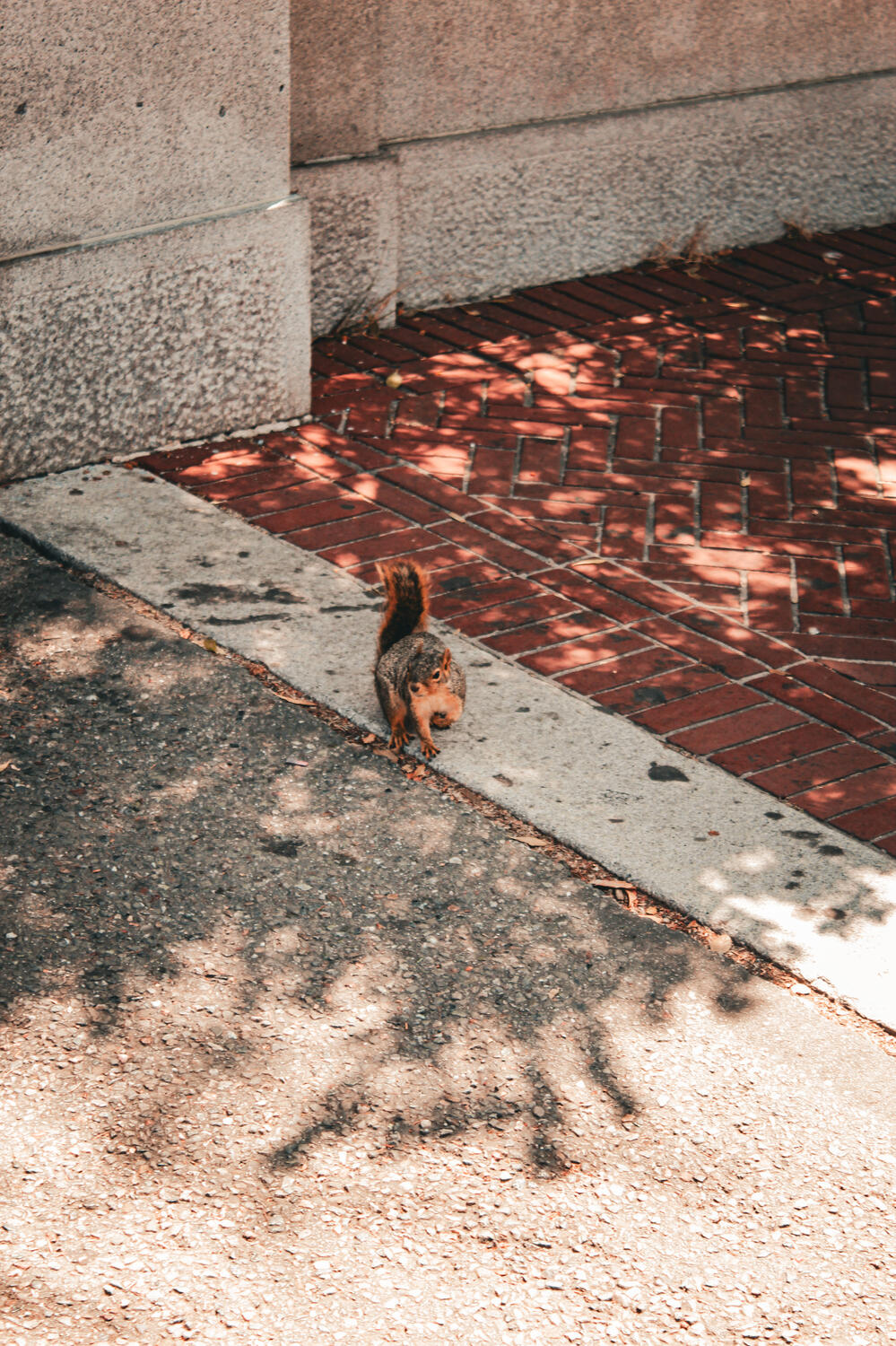 Squirrel Squirrel