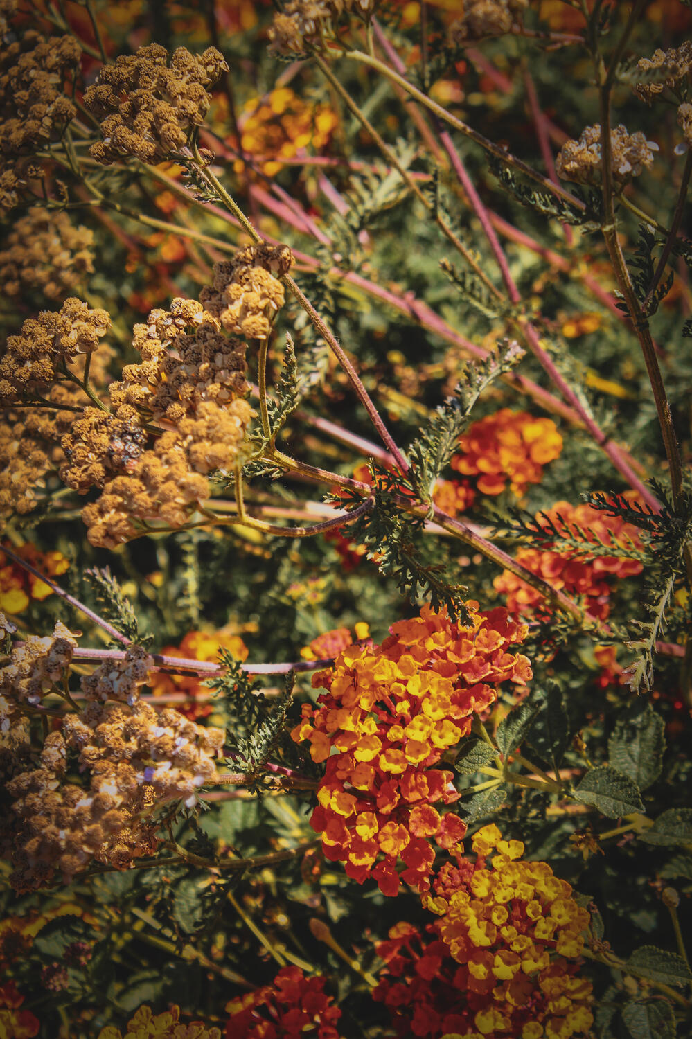 Flowers Flowers
